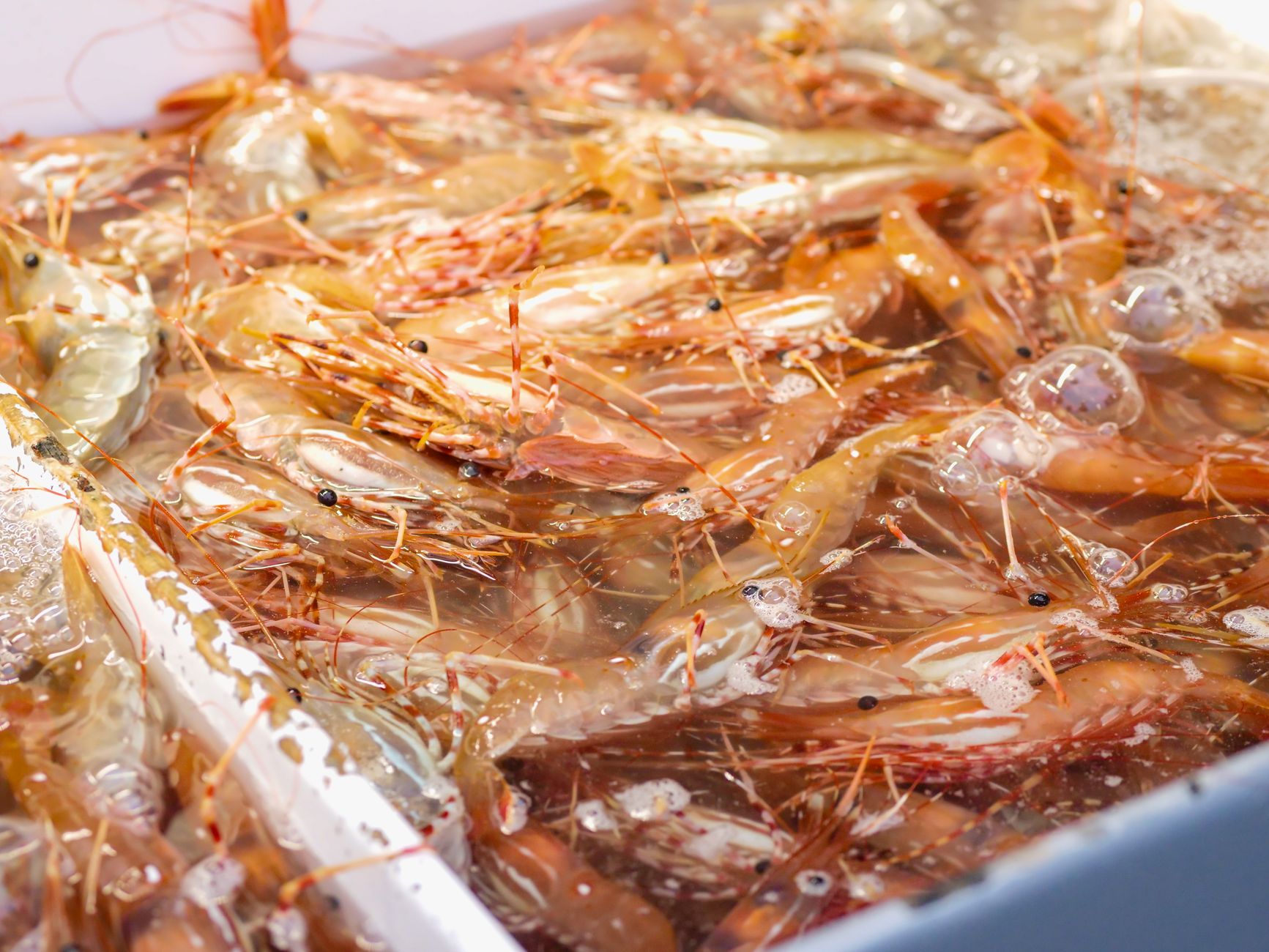 Freshwater shrimp behavior: Worst impact of caffeine exposure