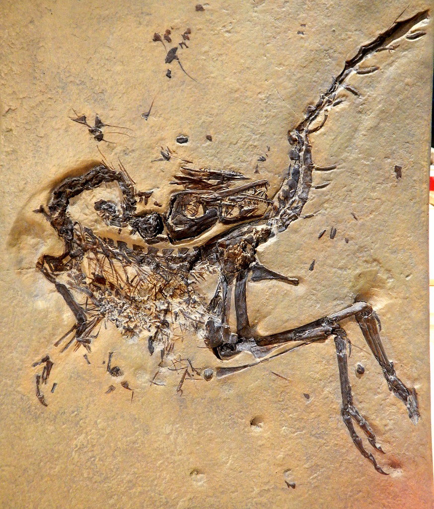 New Dinosaur Species: The Best Proven Discoveries from England